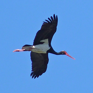 Black Stork - Ciconia nigra © John Muddeman