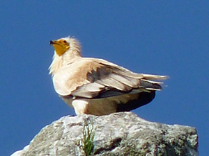 Egyptian Vulture - Neophron percnopterus © John Muddeman