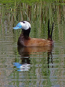 White-headed Duck - Oxyura leucocephala © John Muddeman