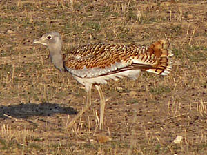 Great Bustard in winter - Otis tarda © John Muddeman