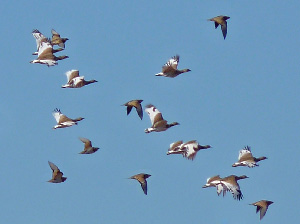 Little Bustard & Pin-tailed Sandgrouse flock - Tetrax tetrax & Pterocles alchata © John Muddeman