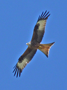 Red Kite - Milvus milvus © John Muddeman