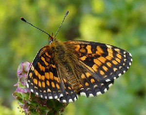 False Heath Fritillary – Melitaea diamina © John Muddeman